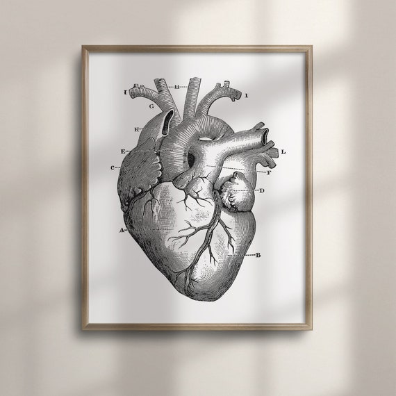 Vintage Medical Heart Poster Anatomical Wall Art Graduation Gift Colorful Living Room Decor Human Body Art Reproduction C16 1414