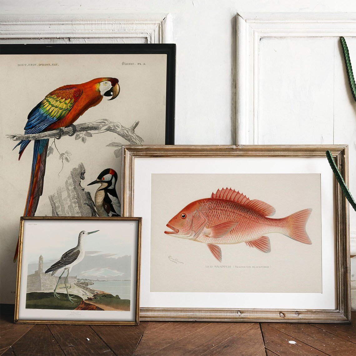 Northern Red Snapper Vintage Fishing Poster - Image 2