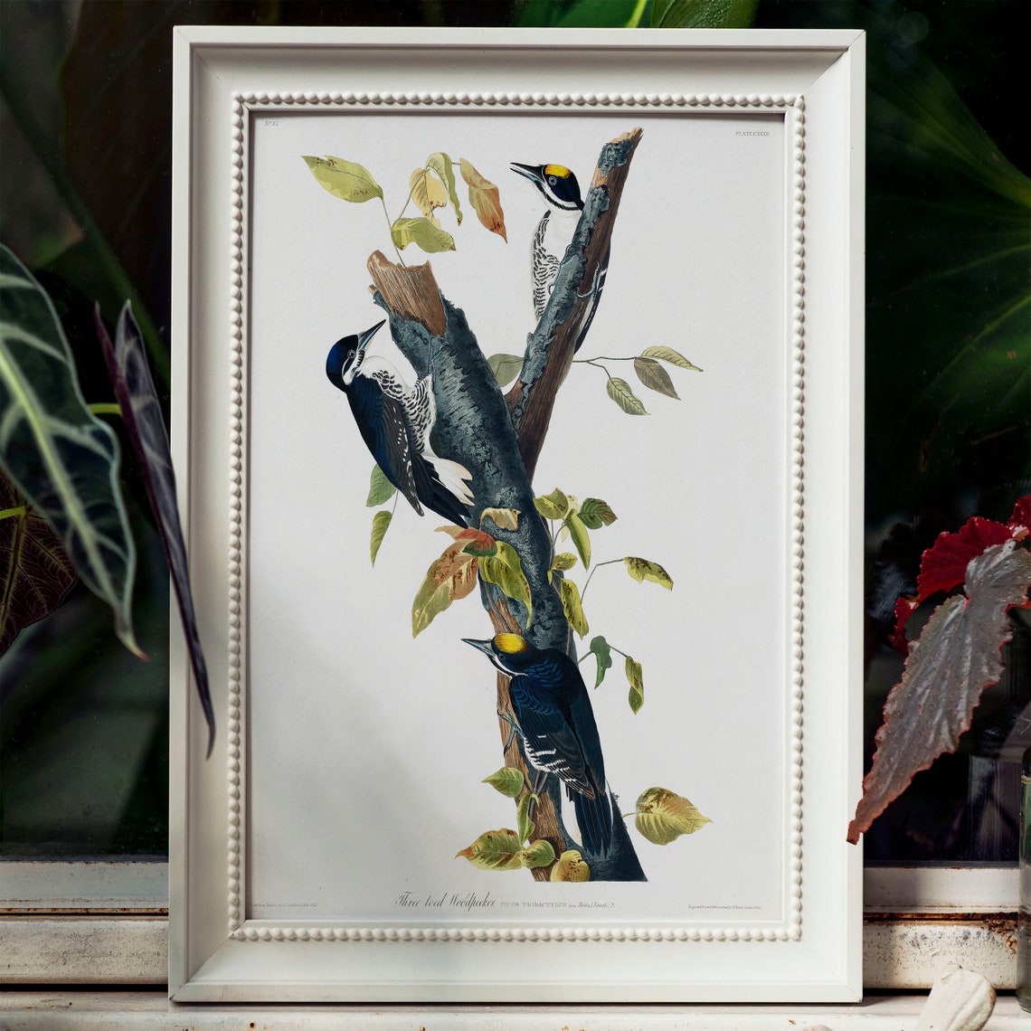 Audubon Three Toed Woodpecker Birds Vintage Ornithology Bird Poster - Image 4