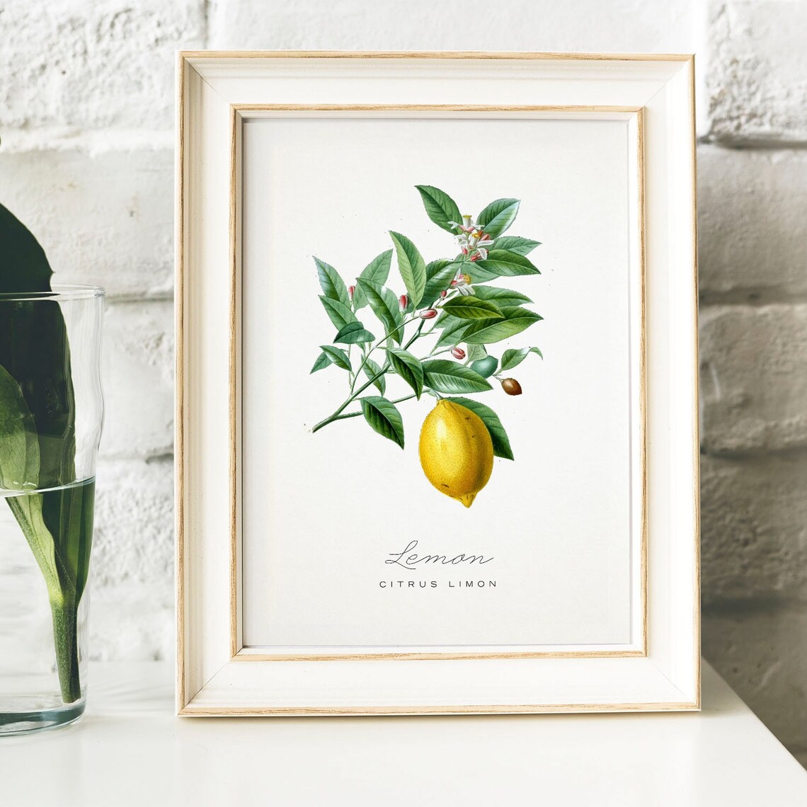 Vintage Lemons Kitchen Art Print, Fruit Illustration