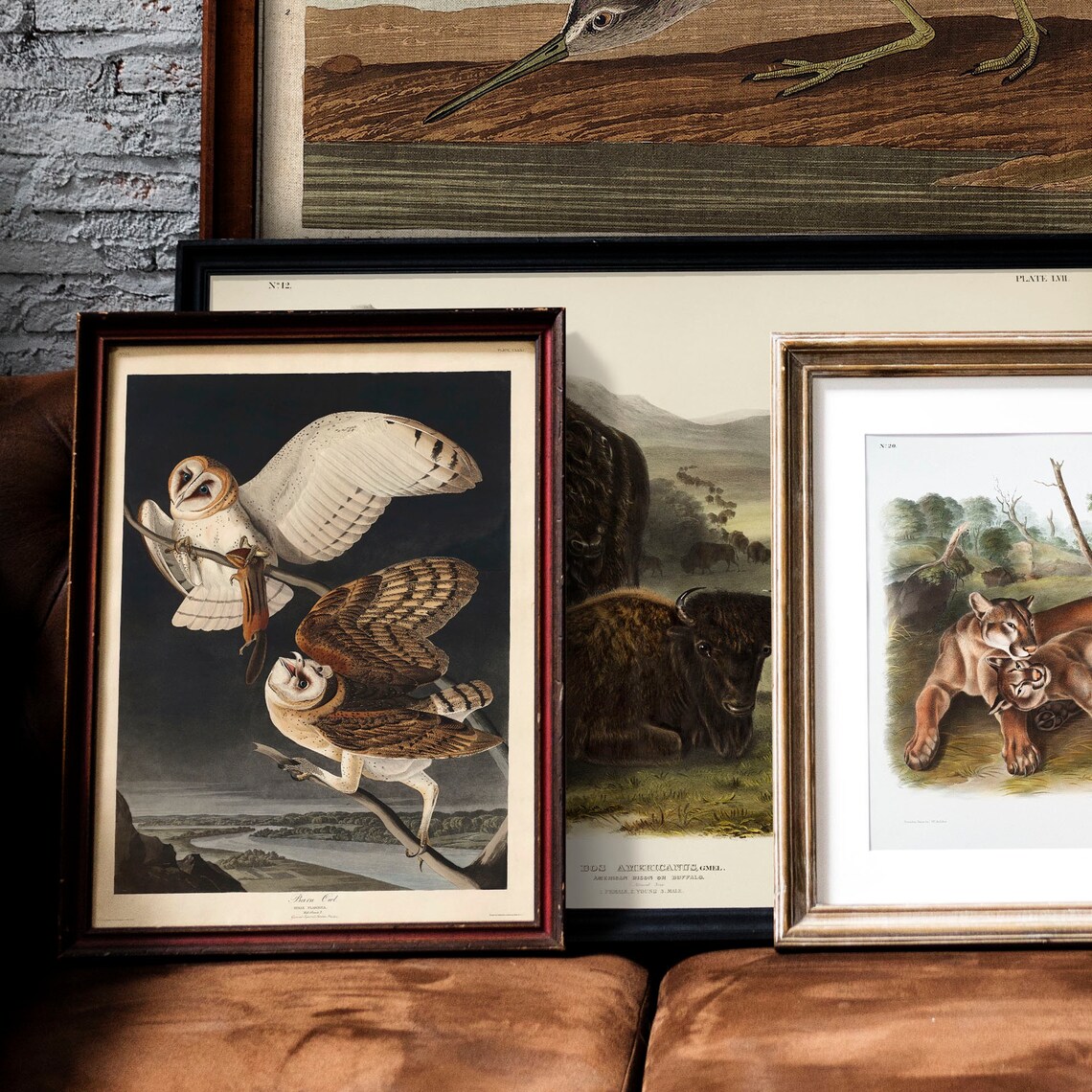 Barn Owl Antique Bird Painting Vintage Poster - Image 2