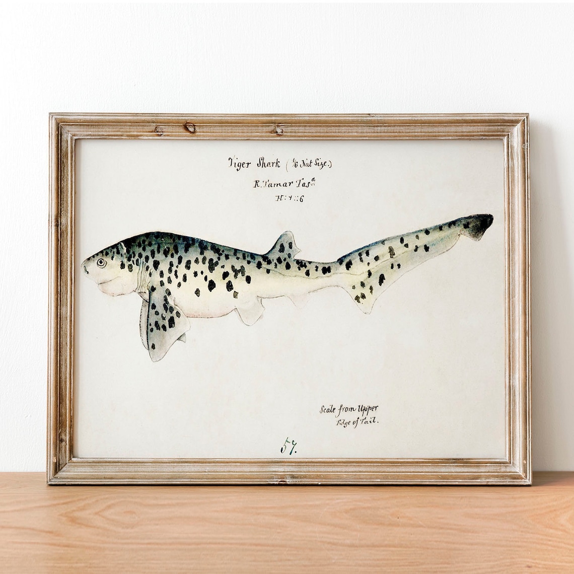 Tiger Shark Vintage Fishing Poster Art Print - Image 4