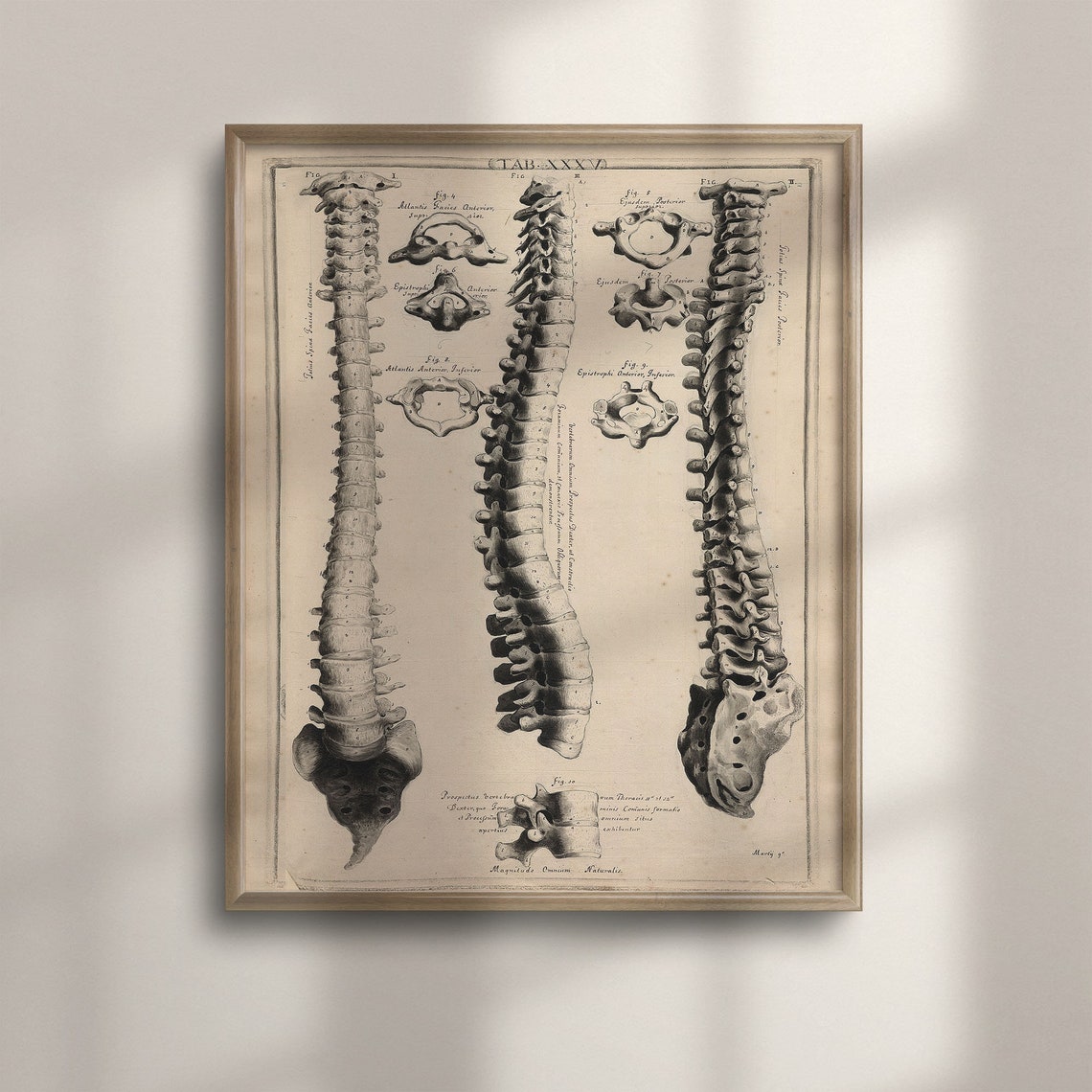 Antique Human Spine Anatomy Engraving Vintage Medical Skeleton Poster