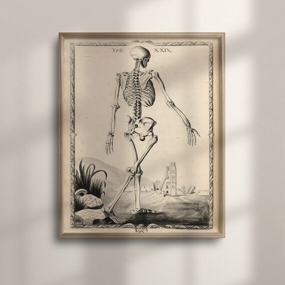 Antique Anatomical Skeleton Engraving Tab XXIX Vintage Science Poster