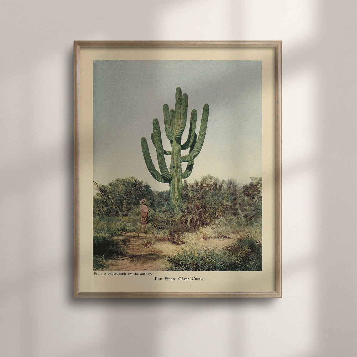 The Finest Giant Cactus Vintage Saguaro Desert Photograph Art Poster