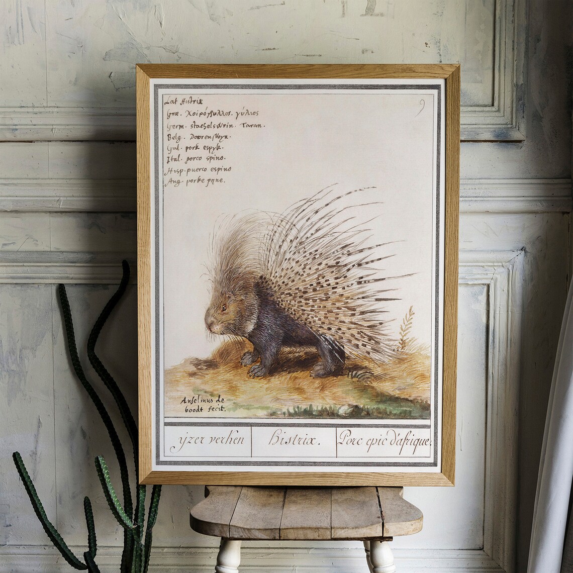 Antique Porcupine Zoology Print, Vintage Drawing - Image 4