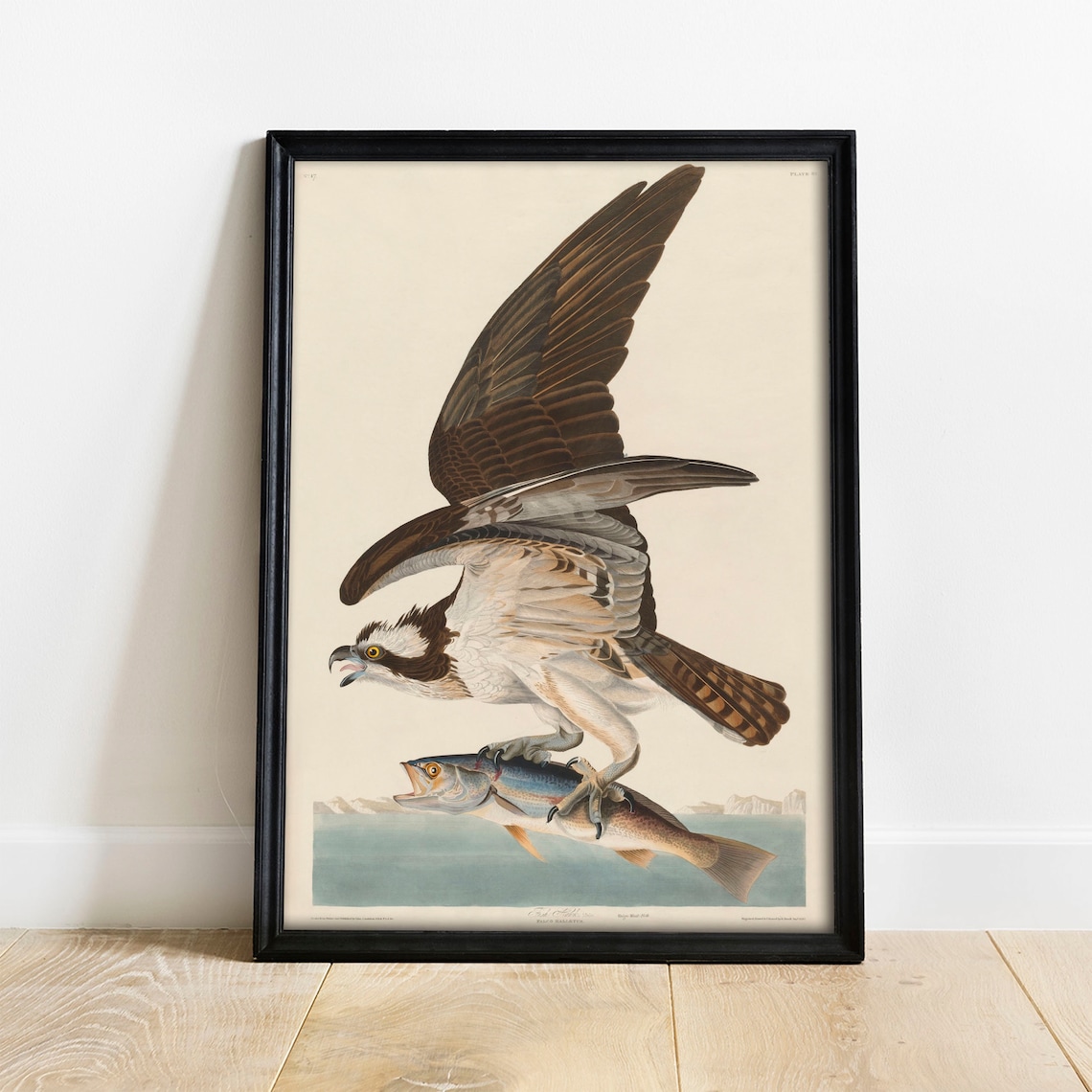 Fish Hawk Antique Bird Painting Vintage Poster