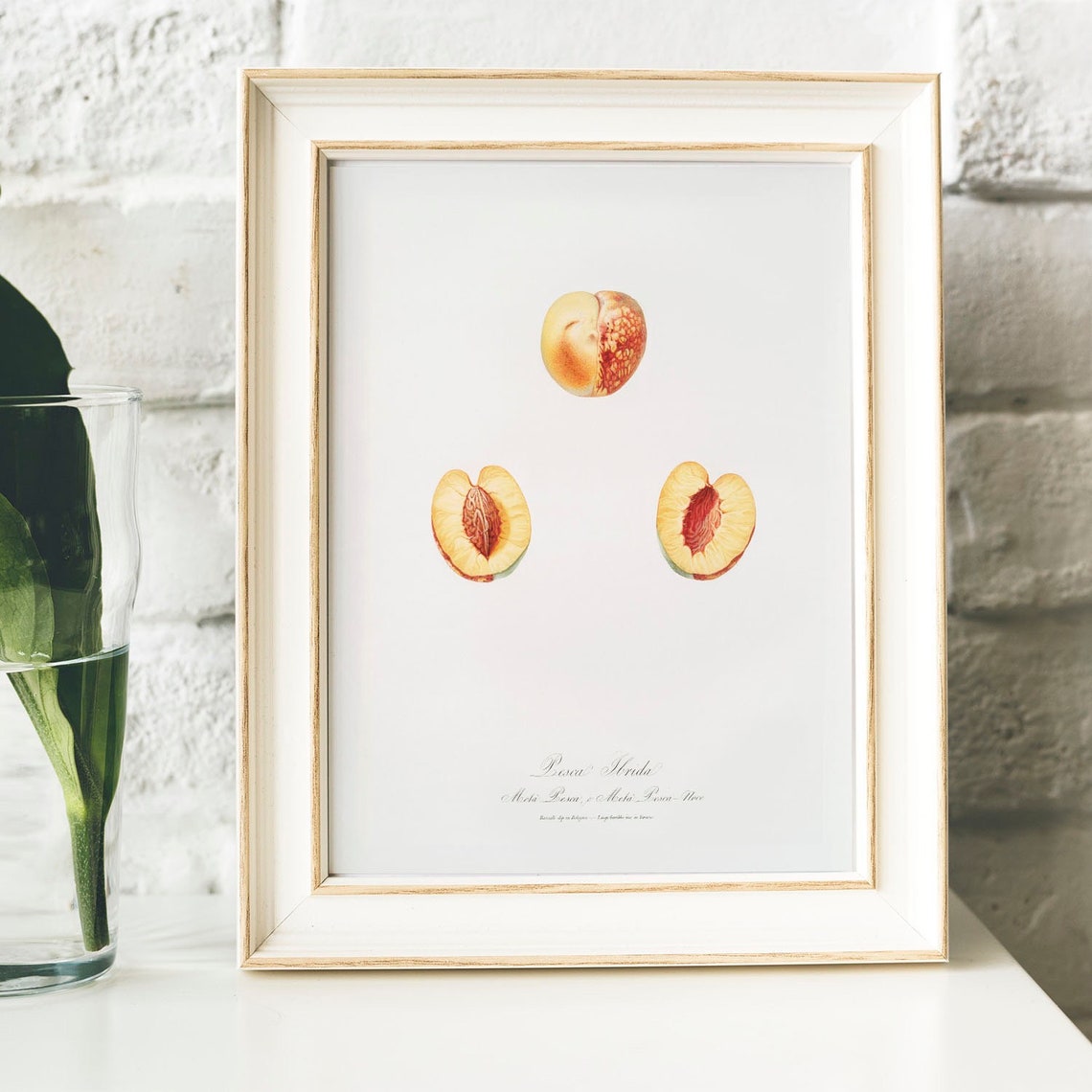 Nectarine Antique Print Illustration Kitchen Poster Nectarines Drawing Gift For Mom Kitchen Antique Fruit Print Prints For Kitchen B38