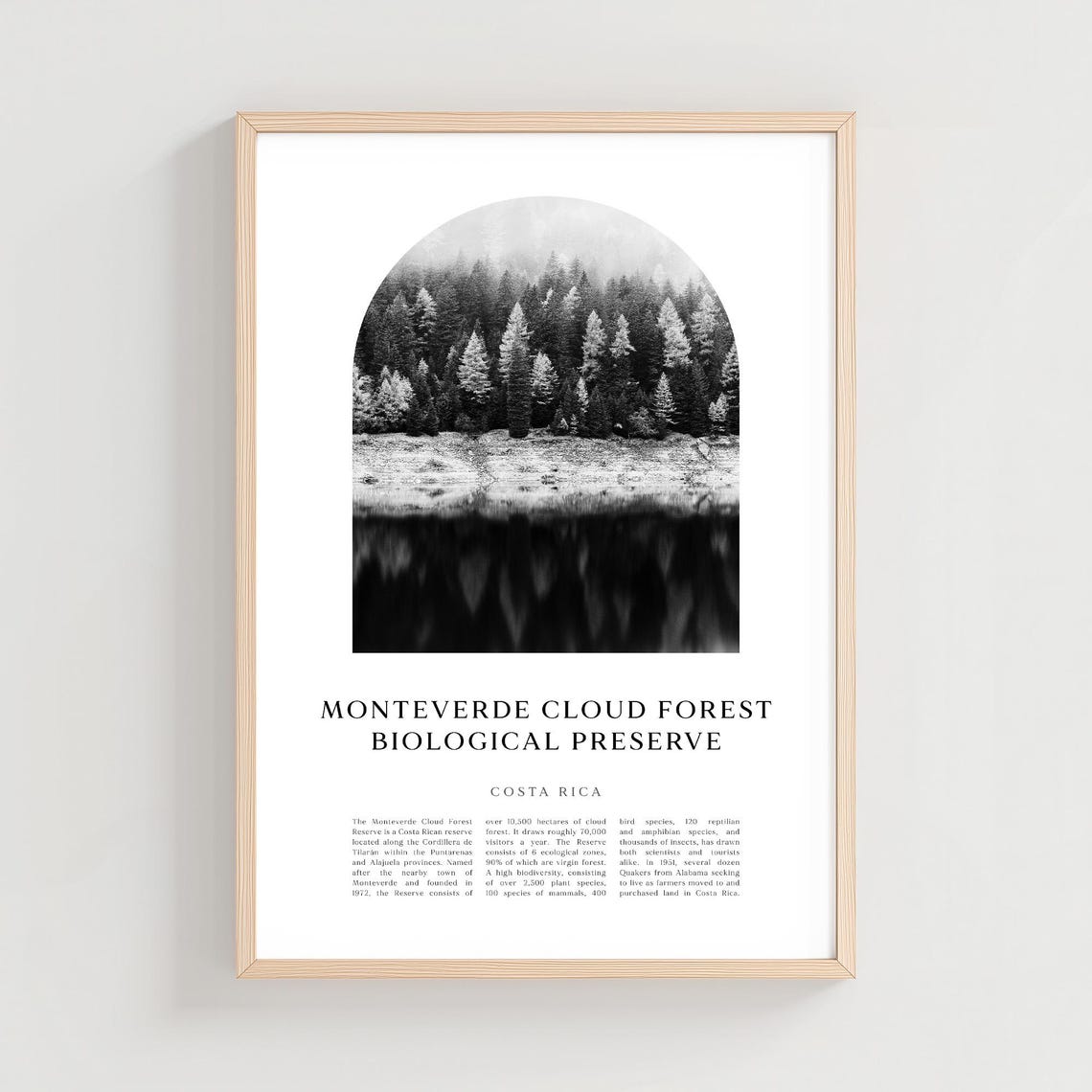 Monteverde Cloud Forest Preserve Misty Trees Rainforest Photo Poster