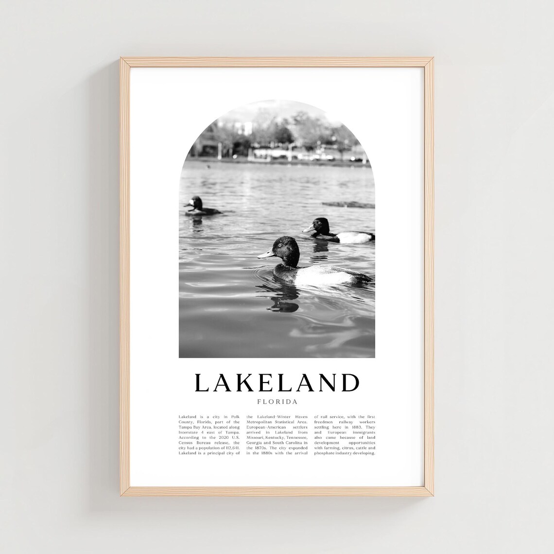 Lakeland Florida Black and White Ducks Swimming on Lake Photo Poster