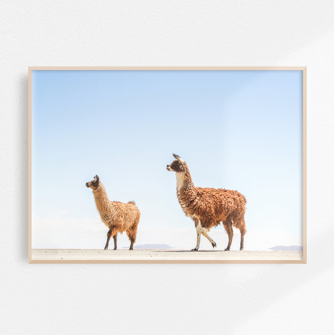 Two Llamas Walking the Salt Flats Under Blue Sky Photography Poster