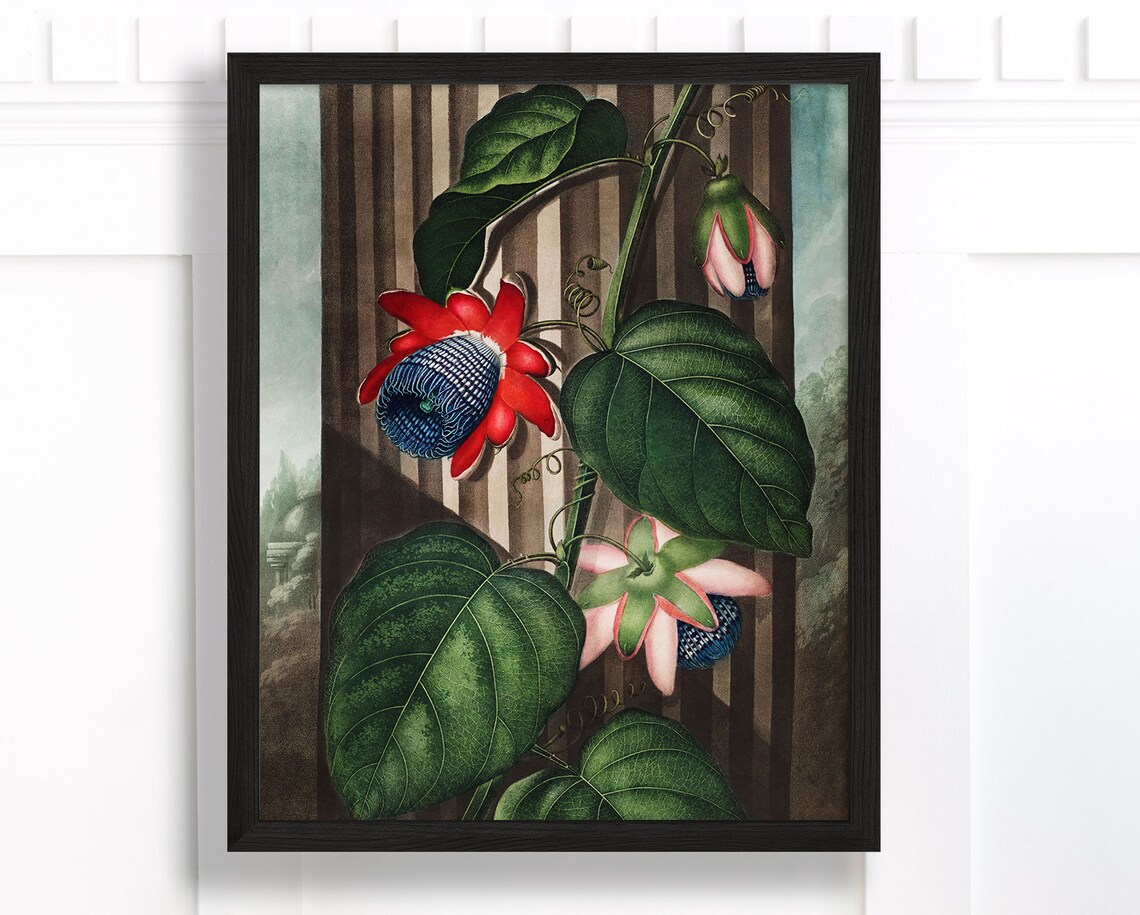 Scarlet Passionflower Vine Bloom Vintage Botanical Floral Art Print - Image 2