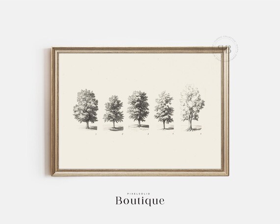 Set Of 5 Botanical Tree Illustrations Wall Art Minimalist Monochrome For Home Vintage Style Decor No604
