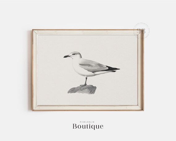 Seagull Bird Print Antique Coastal Illustration Wall Art Classic Black White Nature Decor Seasideinspired Design No518