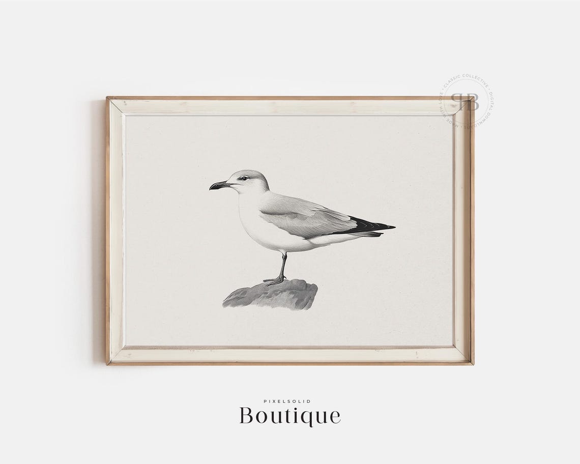 Antique Seagull Illustration Black And White Coastal Bird Print