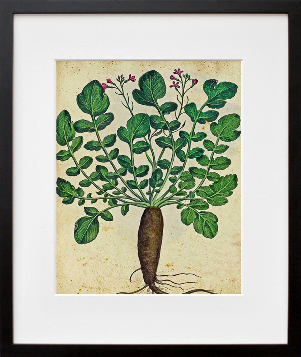 Parsnips Vintage Botanical Illustration Root Vegetable Art Poster - Image 2