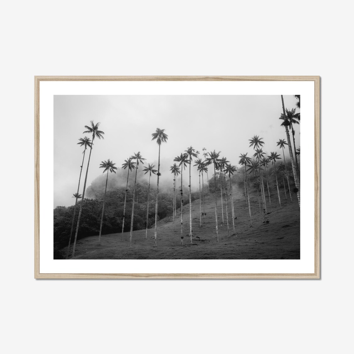 Cocora Valley Palm Trees - Black & White Print