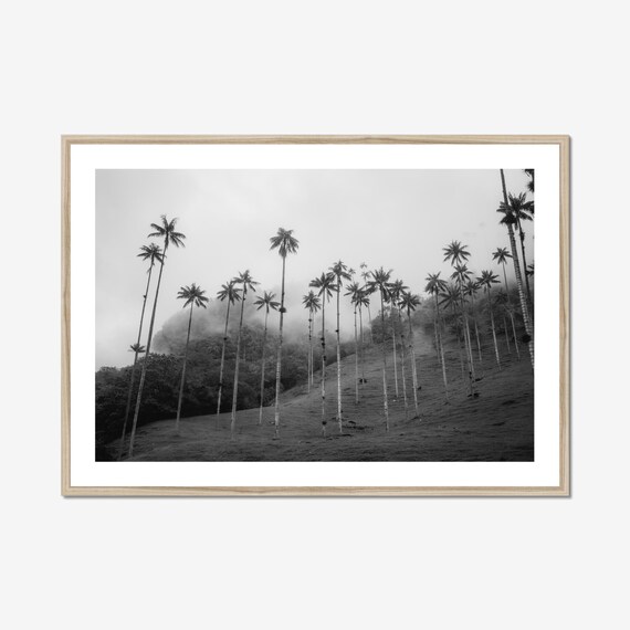 Cocora Valley Palm Trees - Black & White Print