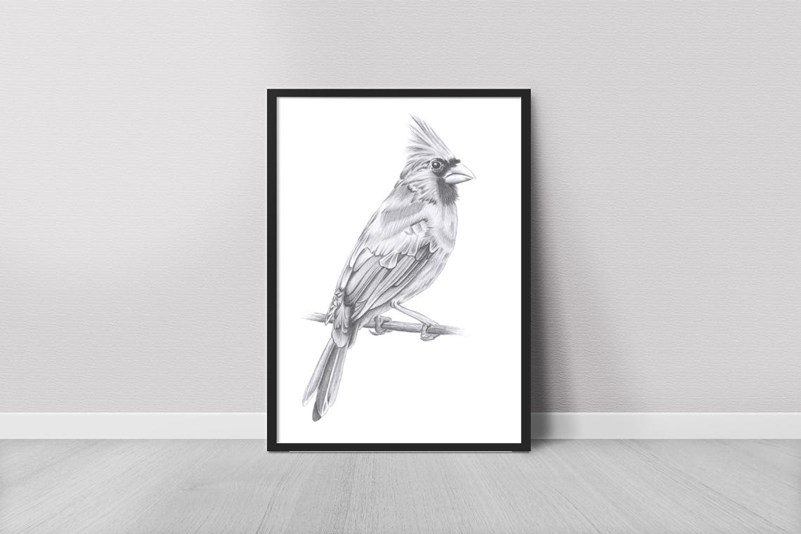 Northern Cardinal Pencil Sketch Black White Bird Drawing Wall Poster
