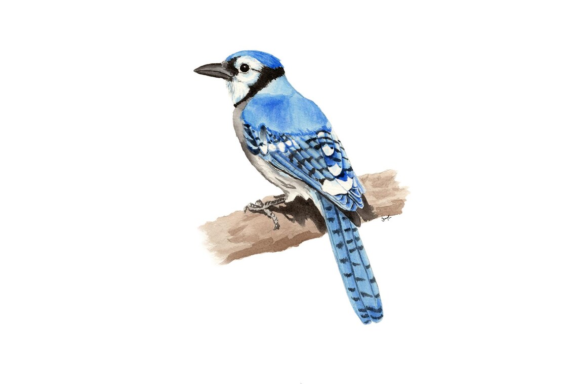 Blue Jay Watercolor Songbird Perched On Branch Bird Painting Poster