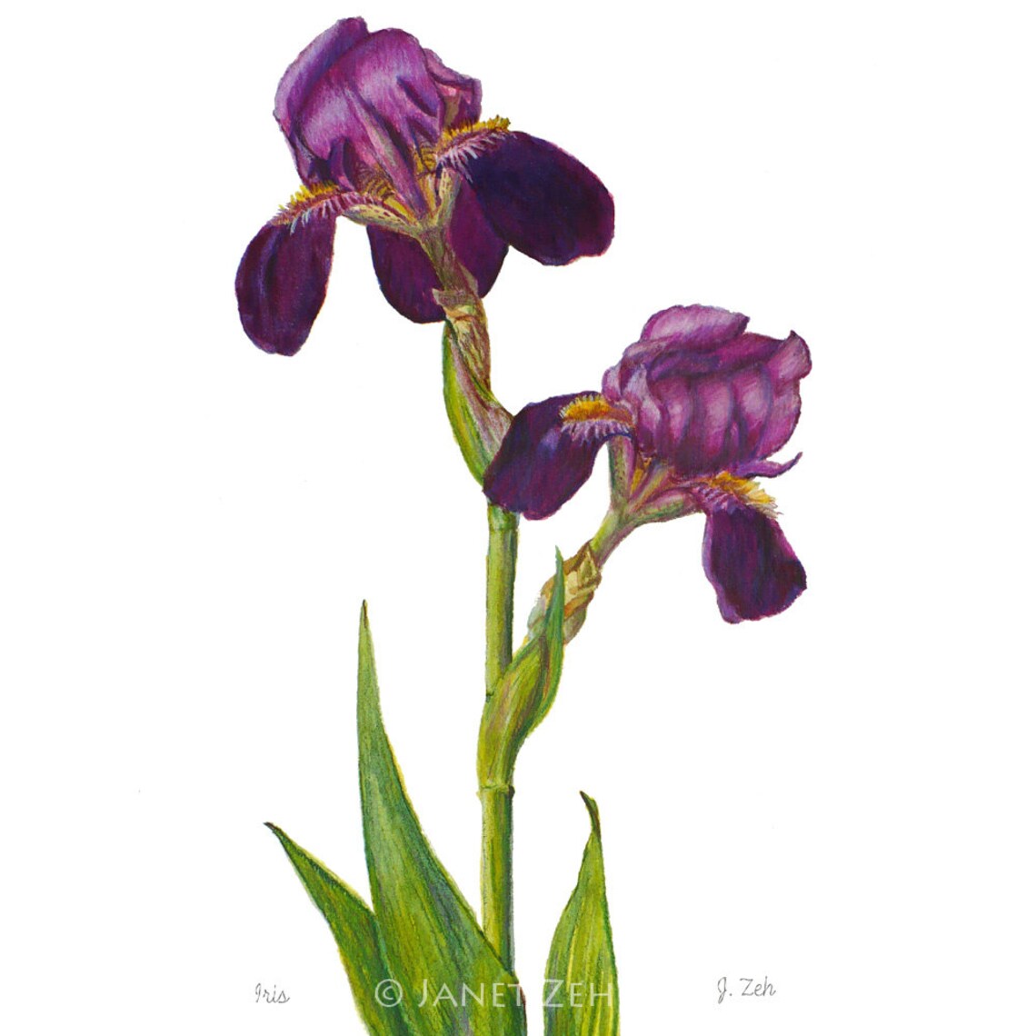 Janet Zeh Iris Watercolor Botanical Art Print