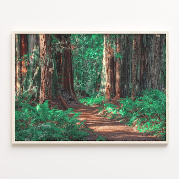 Redwood National Park Ancient Giant Trees Fern Forest Poster