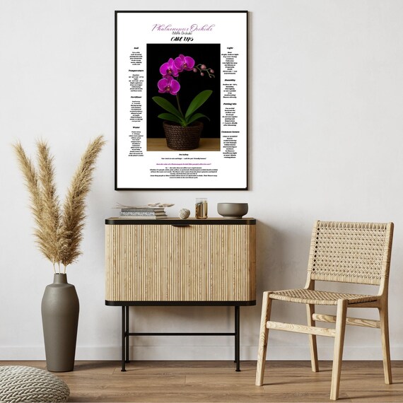 Purple Phalaenopsis Orchid Care Tips Poster