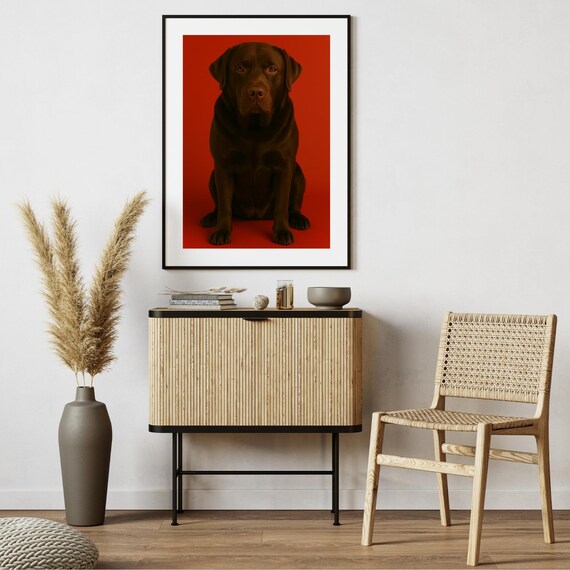 Chocolate Labrador Retriever Bold Red Studio Portrait Dog Poster
