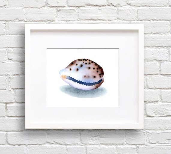 Spotted Cowrie Shell Watercolor Coastal Beach Shell Collector Poster