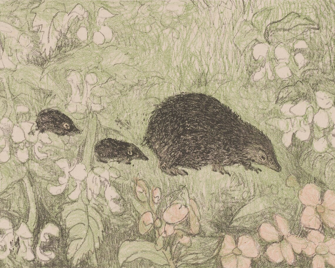 Mother Hedgehog with Babies in a Flowering Garden Vintage Print - Image 3