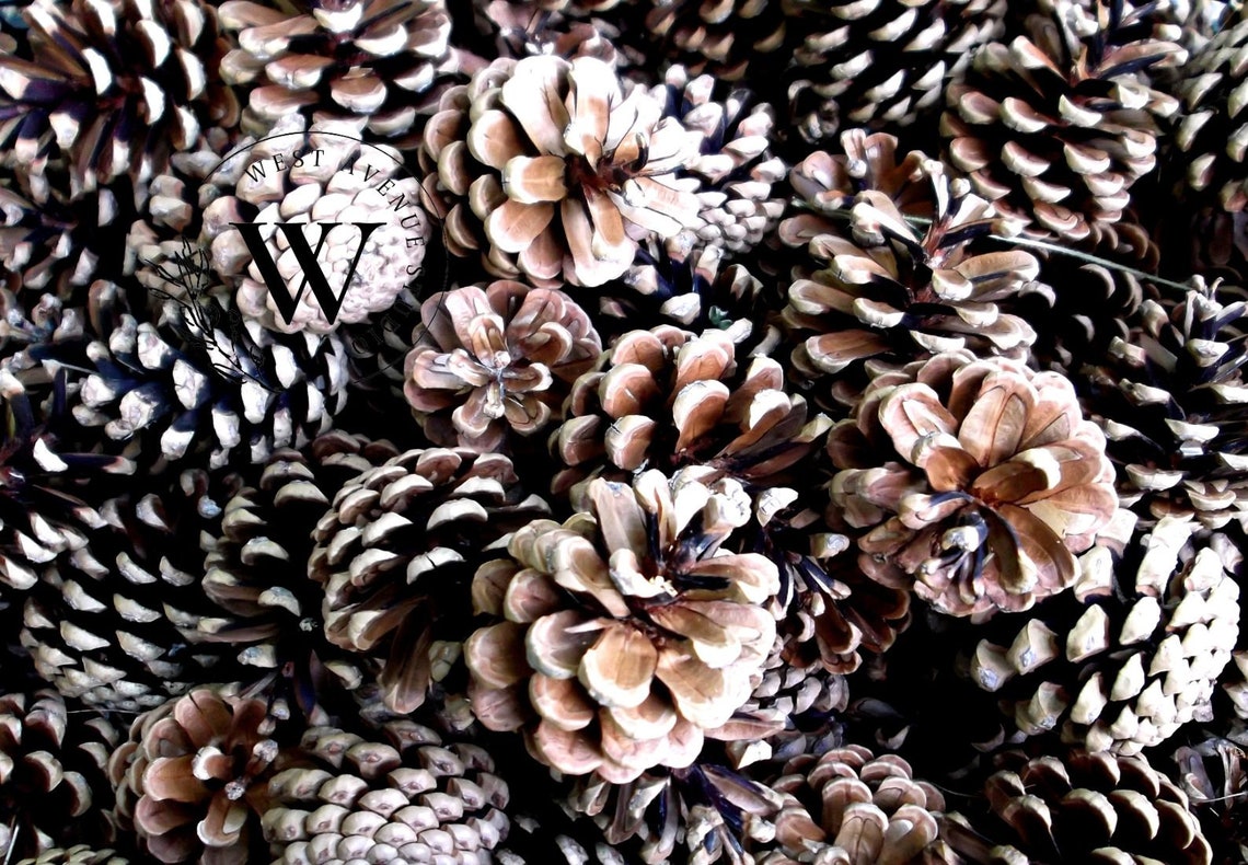 Pine Cone Close Up Textured Winter Nature Photography Wall Poster - Image 3