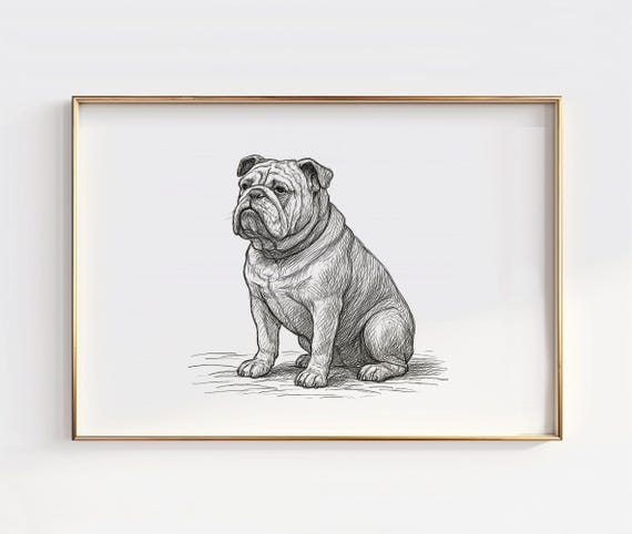 English Bulldog Line Art Print British Illustration