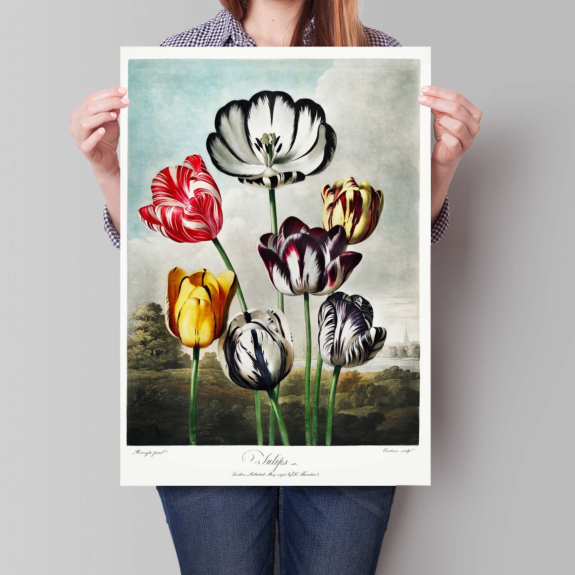 Robert John Thornton Seven Striped Tulips Flower Study Poster - Image 4