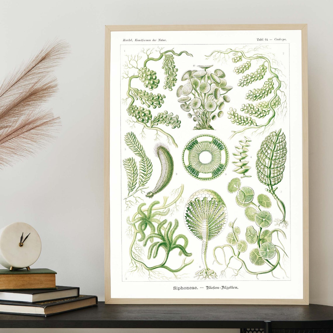 Ernst Haeckel Caulerpa Green Algae Plate 64 Seaweed Art Poster - Image 4