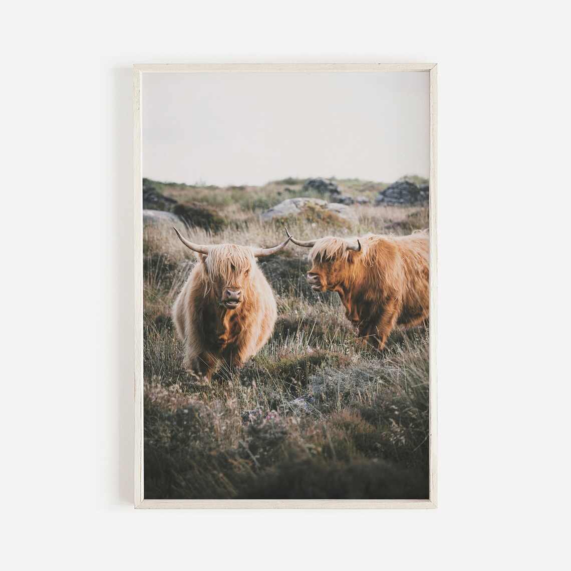 Shaggy Cow Pair Highland Cows Farmhouse Art Print
