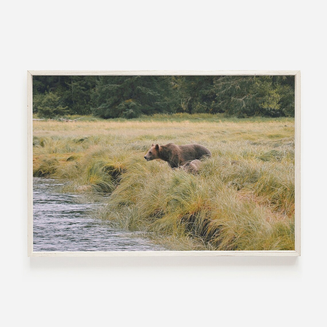 Grizzly Bear Wading Through Creek Meadow Canadian Rockies Wildlife Poster