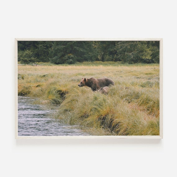 Grizzly Bear Fishing In Creek Canadian Photography Northern Rockies Poster Brown Wall Art
