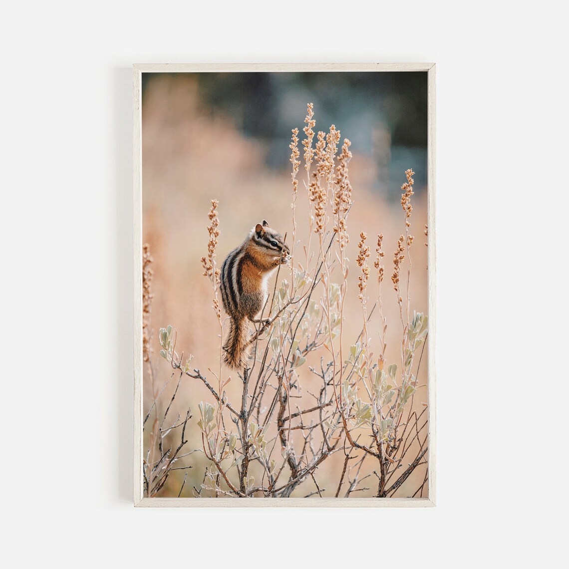 Chipmunk In Sagebrush Nature Photography Art Print