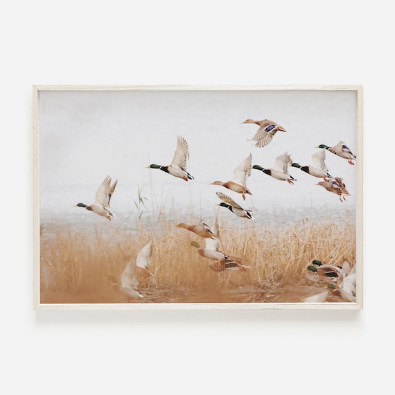 Duck Wall Art Wildlife Photography Poster, Midwest Lodge