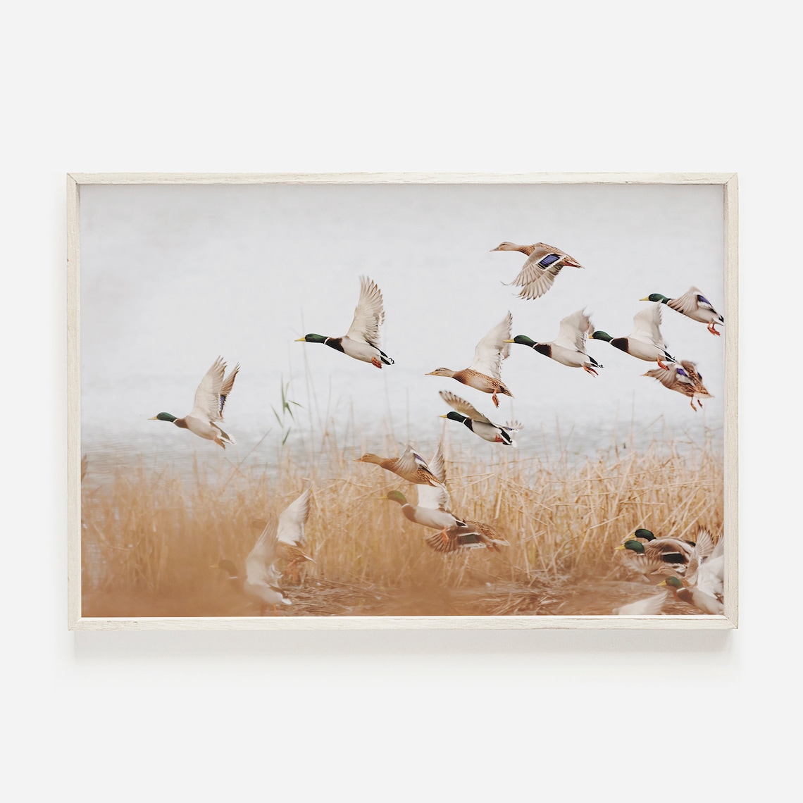 Duck Wall Art Wildlife Photography Poster, Midwest Lodge