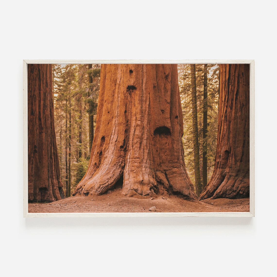 Redwood Forest Eureka Travel Poster, National Park