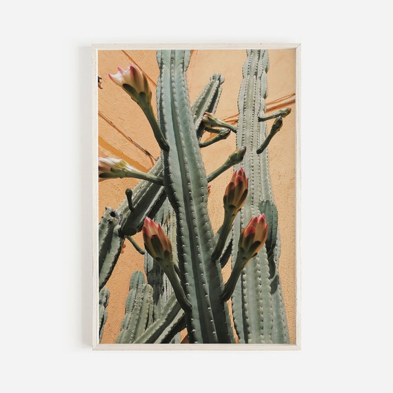 Cactus Flower Poster Against House New Mexico Pink Flowers Native Plant Life Photography