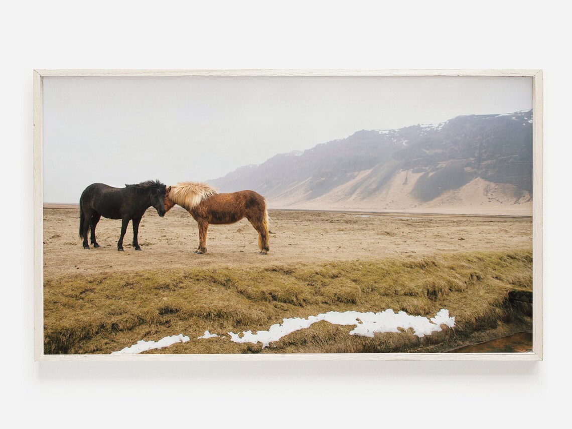 Icelandic Horses Nuzzling on the Moor Iceland Wildlife Photo Poster