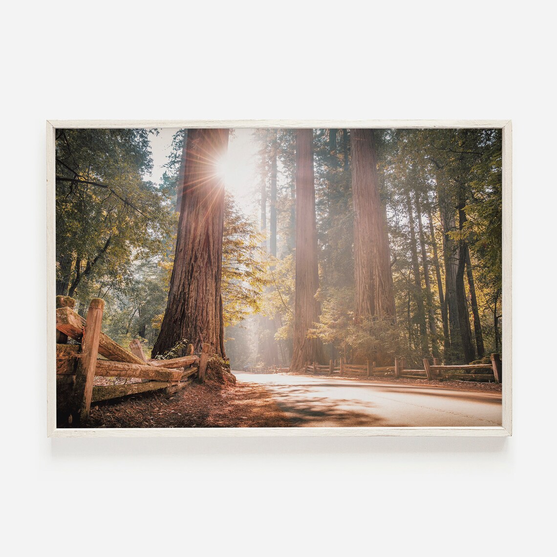 Redwood Forest Eureka Scenic Trees Art Print