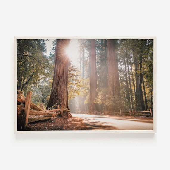 Redwood Forest Eureka Scenic Trees Art Print