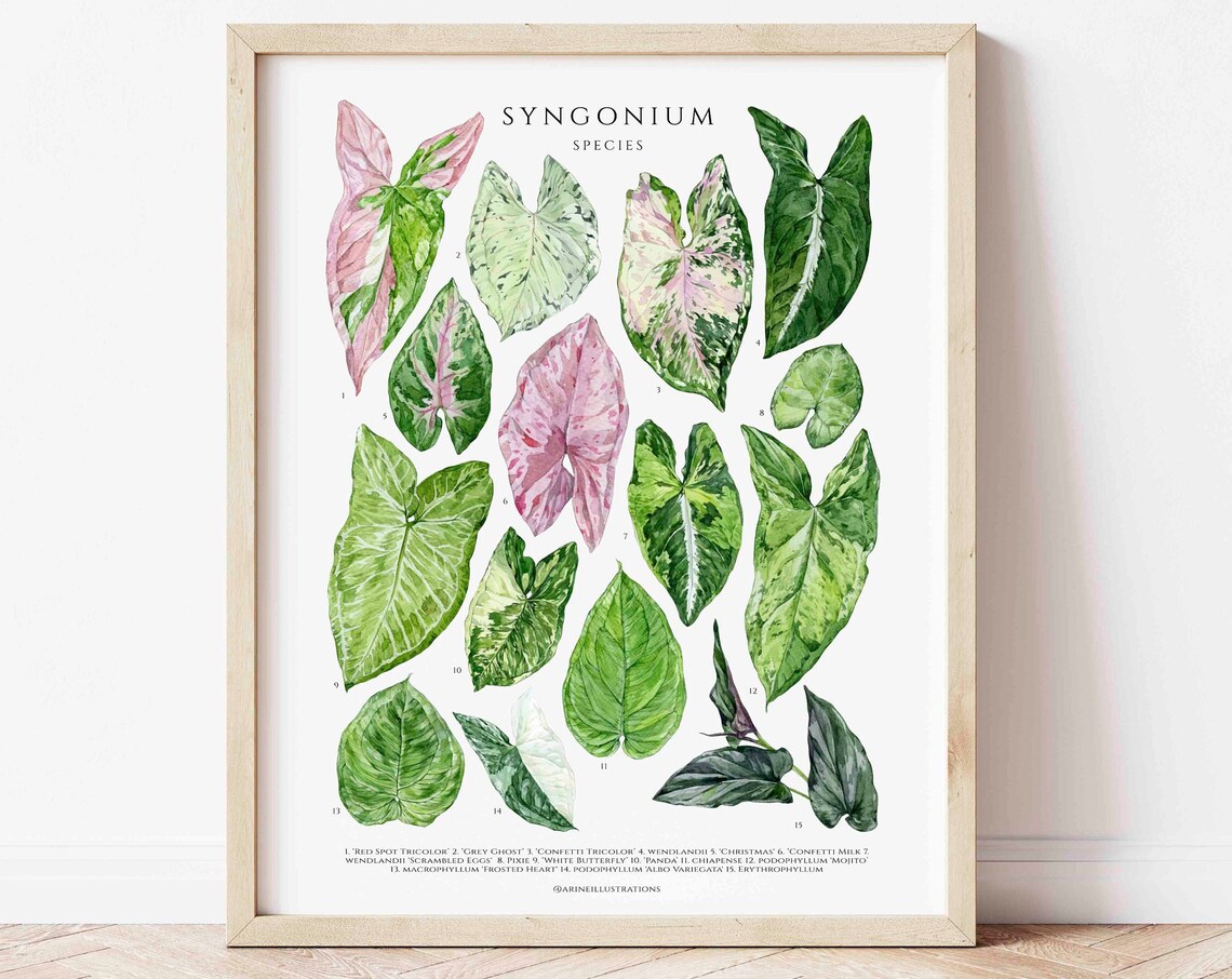 Syngonium Species Arrowhead Plant Leaf Chart Watercolor Poster