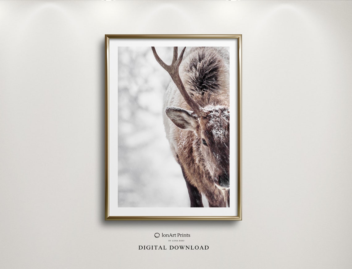Snowy Elk Winter Photography Poster Majestic Wildlife Close Up Art