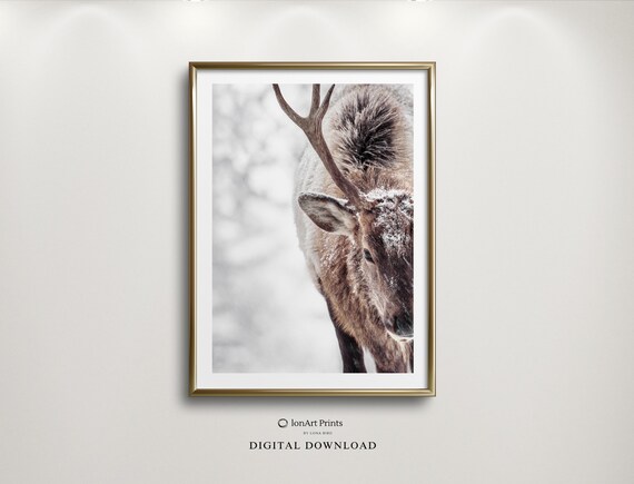 Snowy Elk Winter Photography Poster Majestic Wildlife Close Up Art