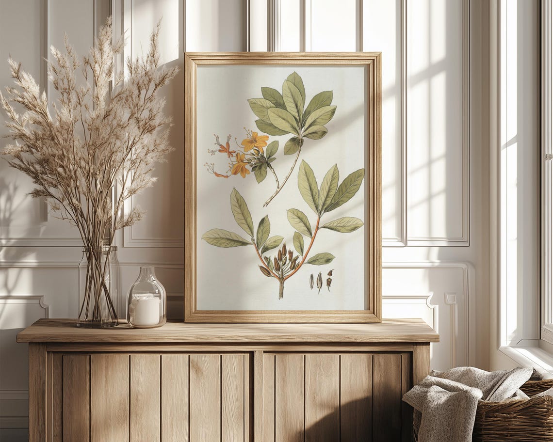 Orange Honeysuckle Botanical Illustration With Seed Pods Print - Image 4