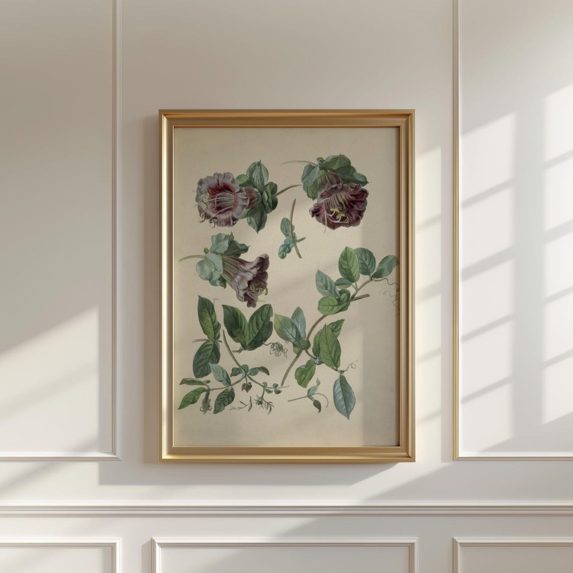 Burgundy Bell Flower Climbing Vine Botanical Study Illustration Poster - Image 5